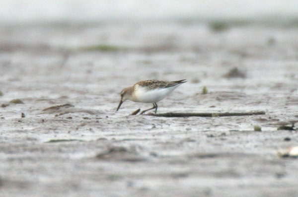 Semipalmated Sandpiper