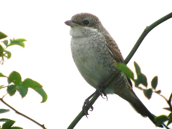 Red-backed Shrike