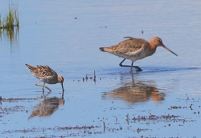 Stilt Sandpiper