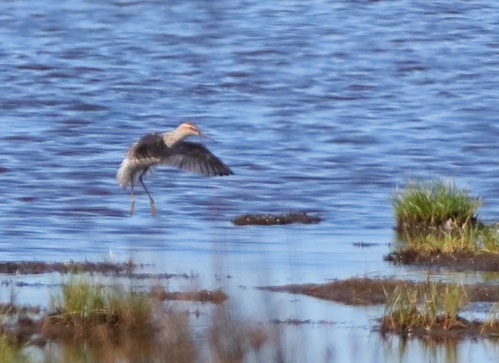 Stilt Sandpiper