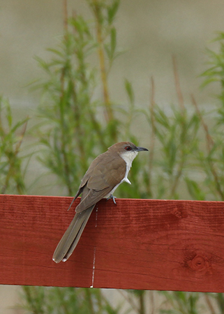 Black-billed Cuckoo