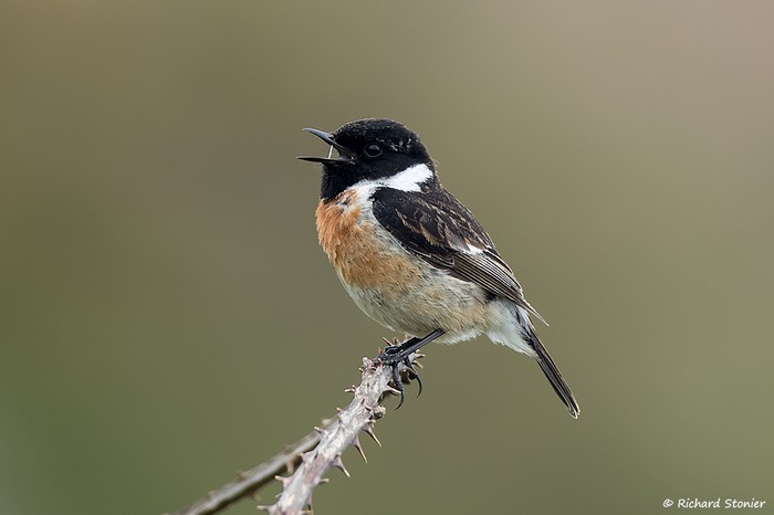 Stonechat