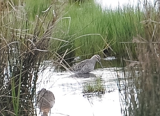 Stilt Sandpiper