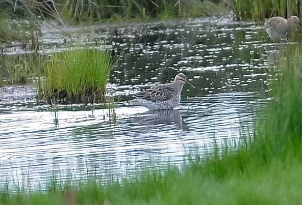 Stilt Sandpiper