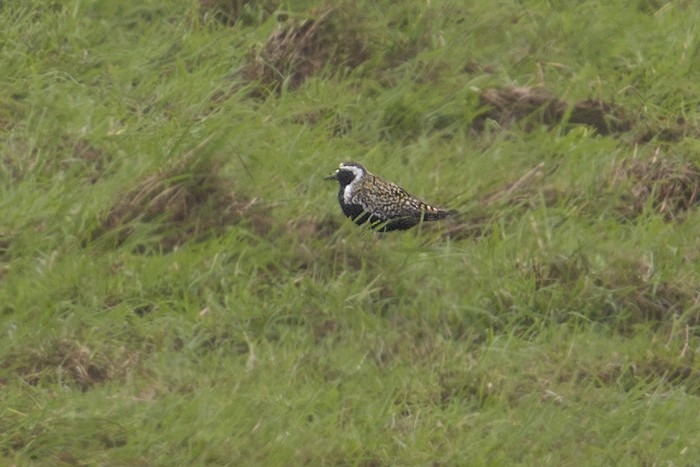 Pacific Golden Plover