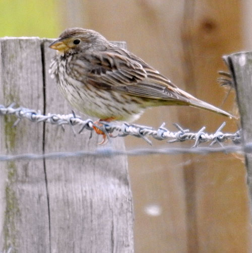 Corn Bunting