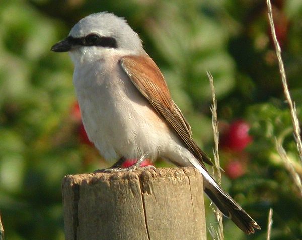 Red-backed Shrike