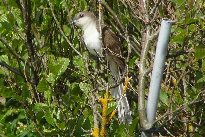 Black-billed Cuckoo