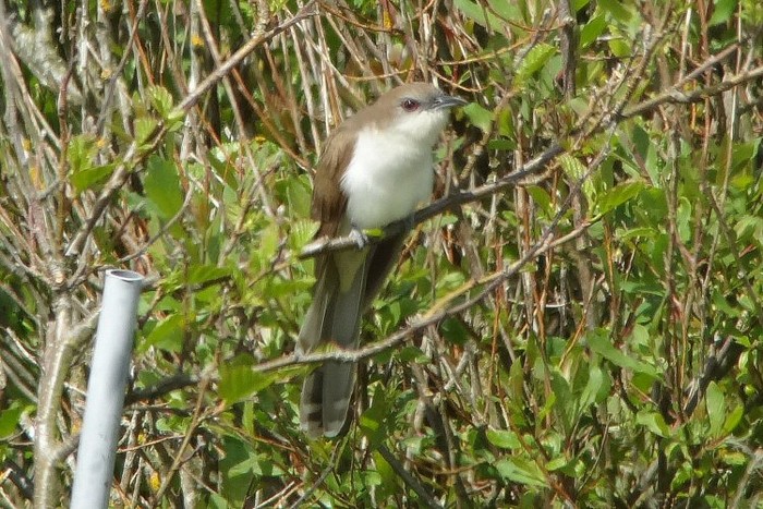 Black-billed Cuckoo