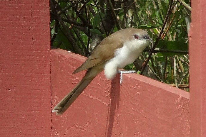 Black-billed Cuckoo