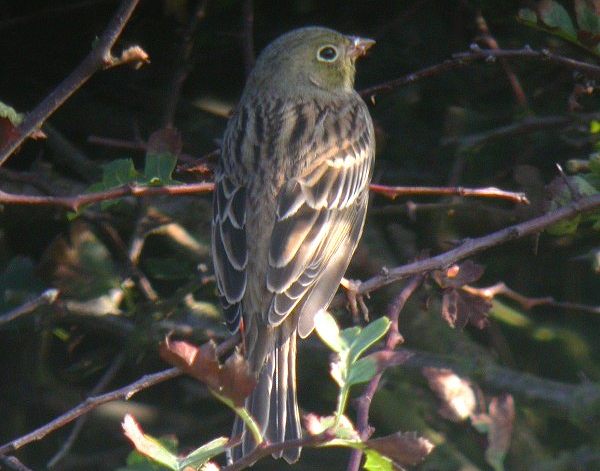 Ortolan Bunting
