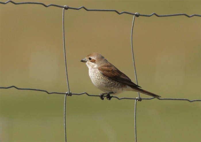Red-backed Shrike