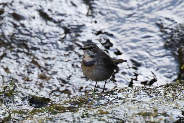 Bluethroat