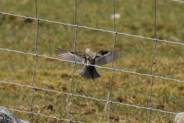 Collared Flycatcher