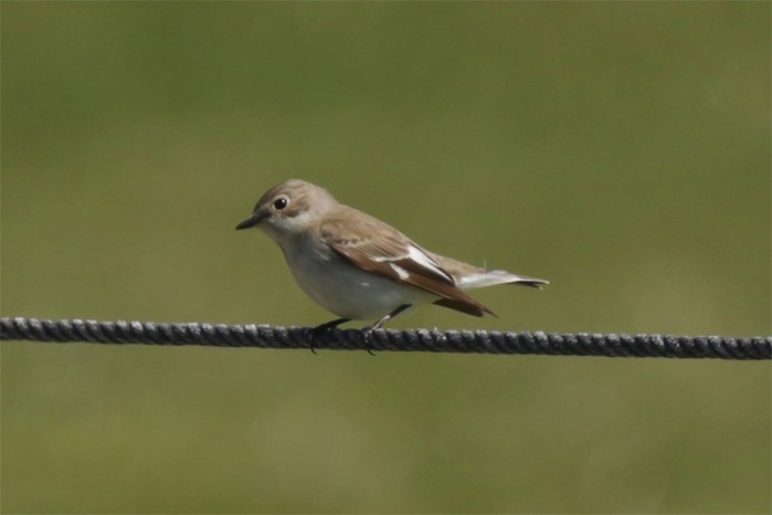 Collared Flycatcher