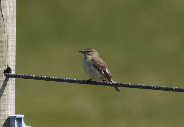 Collared Flycatcher