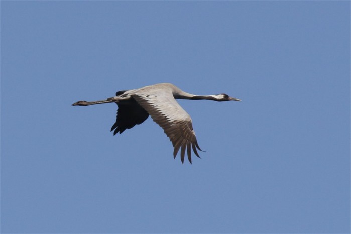 Common Crane
