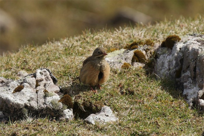 Ortolan Bunting