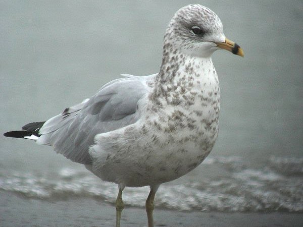 Ring-billed Gull