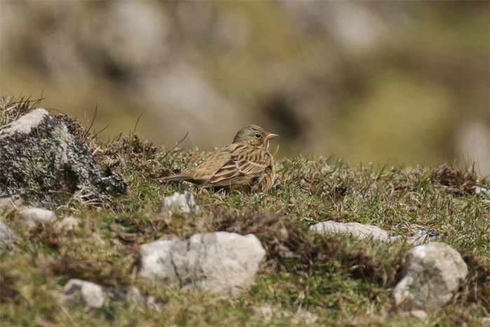 Ortolan Bunting
