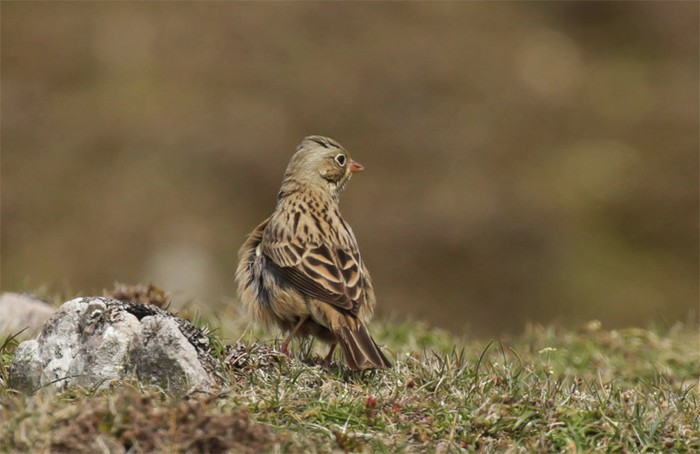 Ortolan Bunting