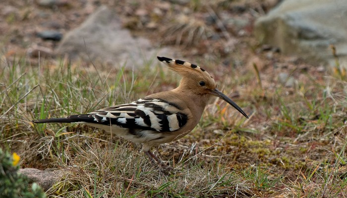 Hoopoe
