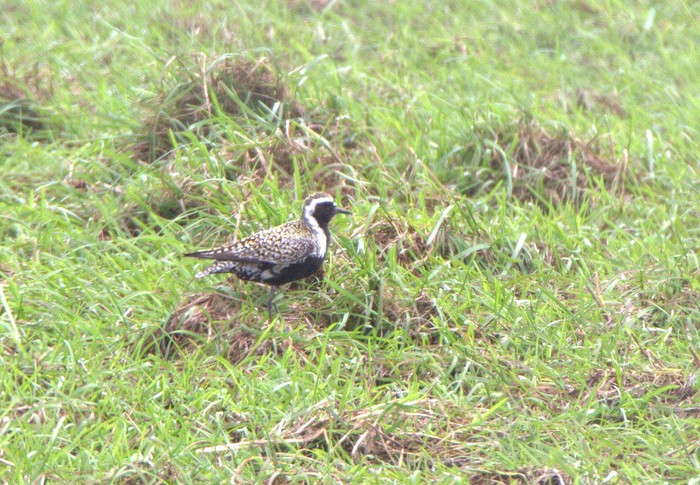 Pacific Golden Plover