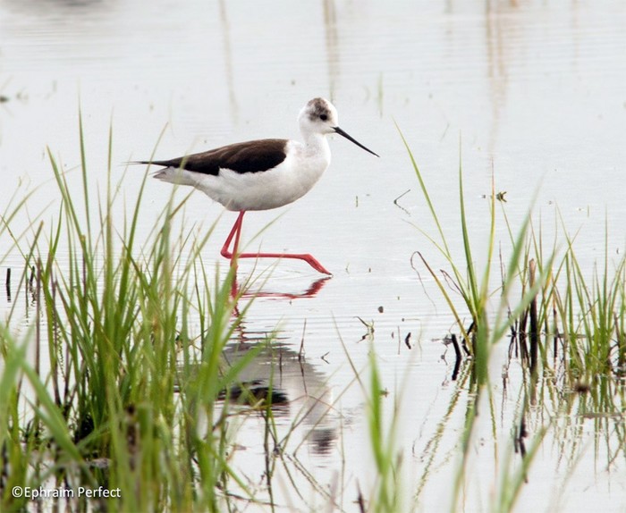 Black-winged Stilt