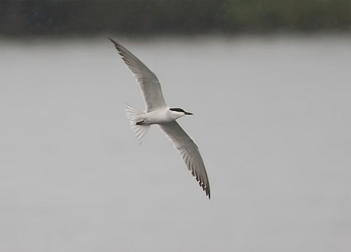 Gull-billed Tern