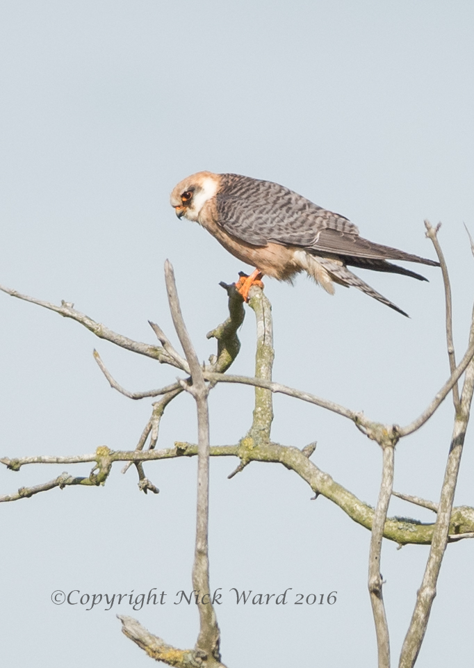 Red-footed Falcon