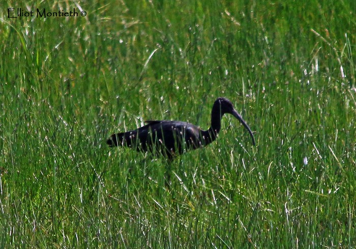 Glossy Ibis
