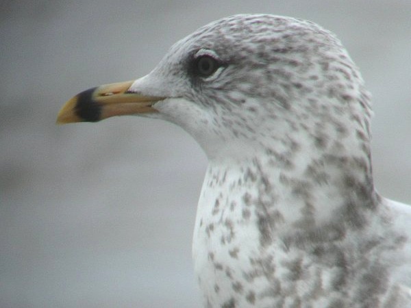 Ring-billed Gull