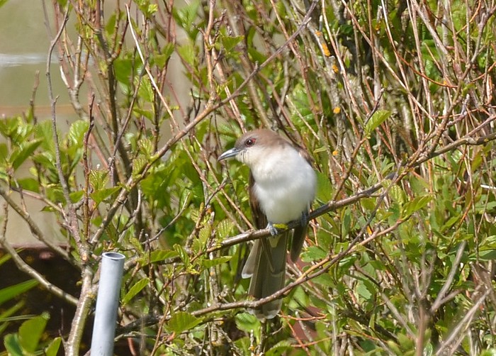 Black-billed Cuckoo