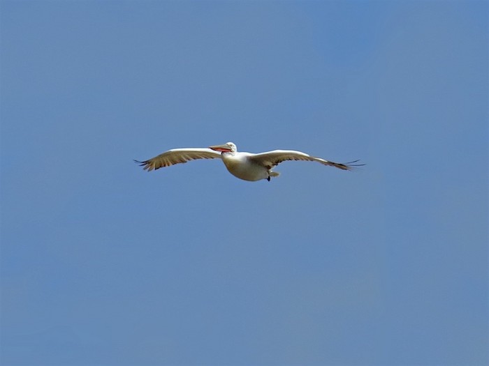 Dalmatian Pelican