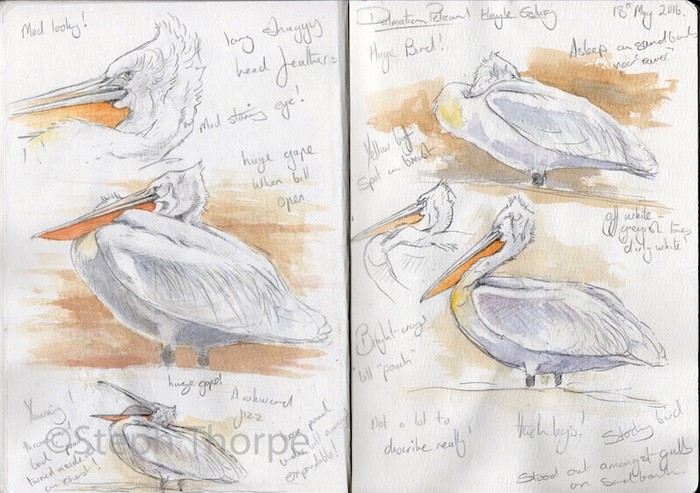 Dalmatian Pelican