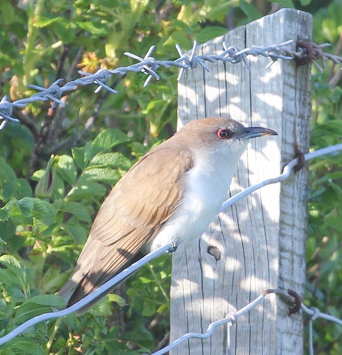 Black-billed Cuckoo