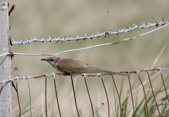 Black-billed Cuckoo