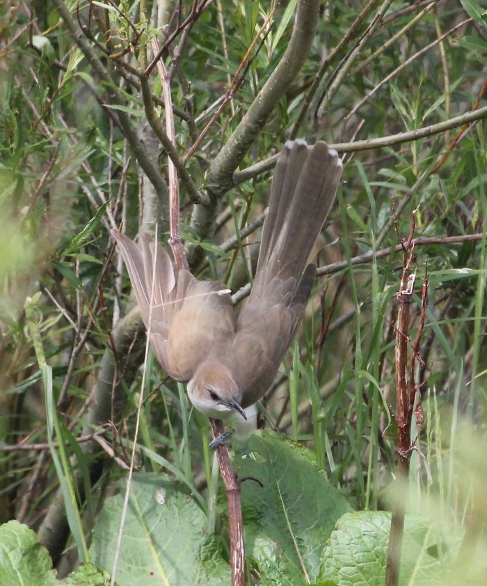 Black-billed Cuckoo