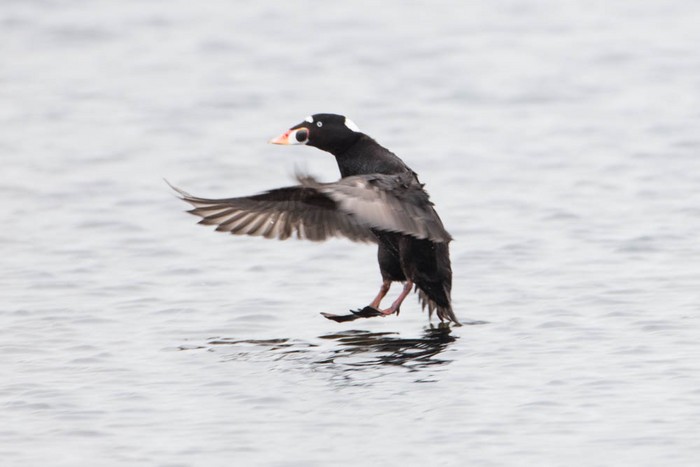 Surf Scoter