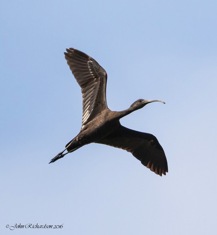 Glossy Ibis