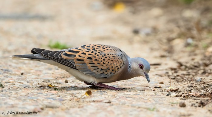Turtle Dove