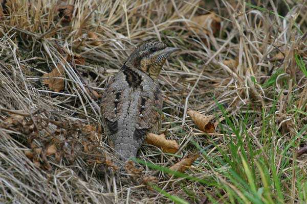 Wryneck
