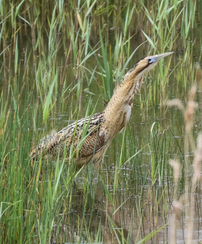 Bittern