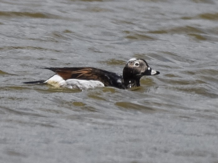 Long-tailed Duck