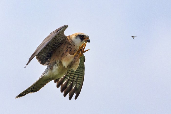 Red-footed Falcon