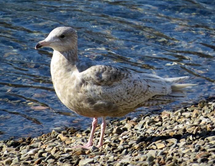 Glaucous Gull