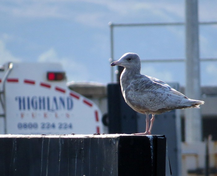 Glaucous Gull
