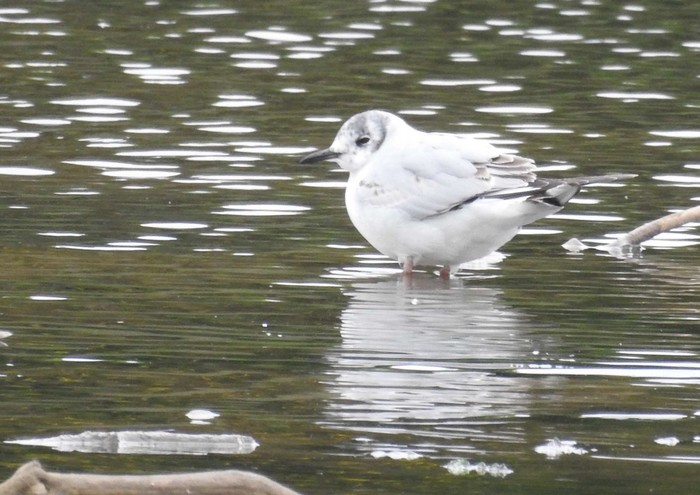 Bonaparte's Gull