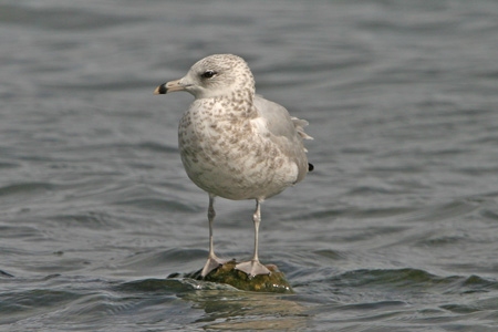 Ring-billed Gull