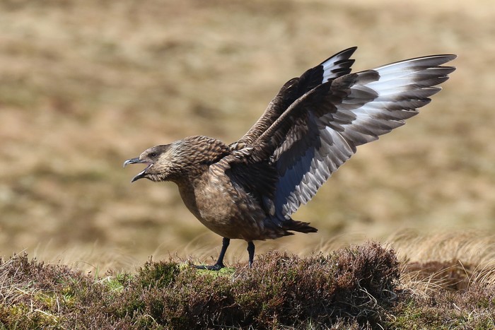 Great Skua